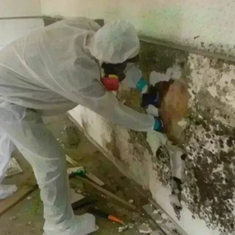 Mold Remediation and Removal in Fort Carson, CO